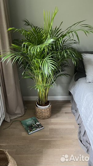 Пальмы наличие