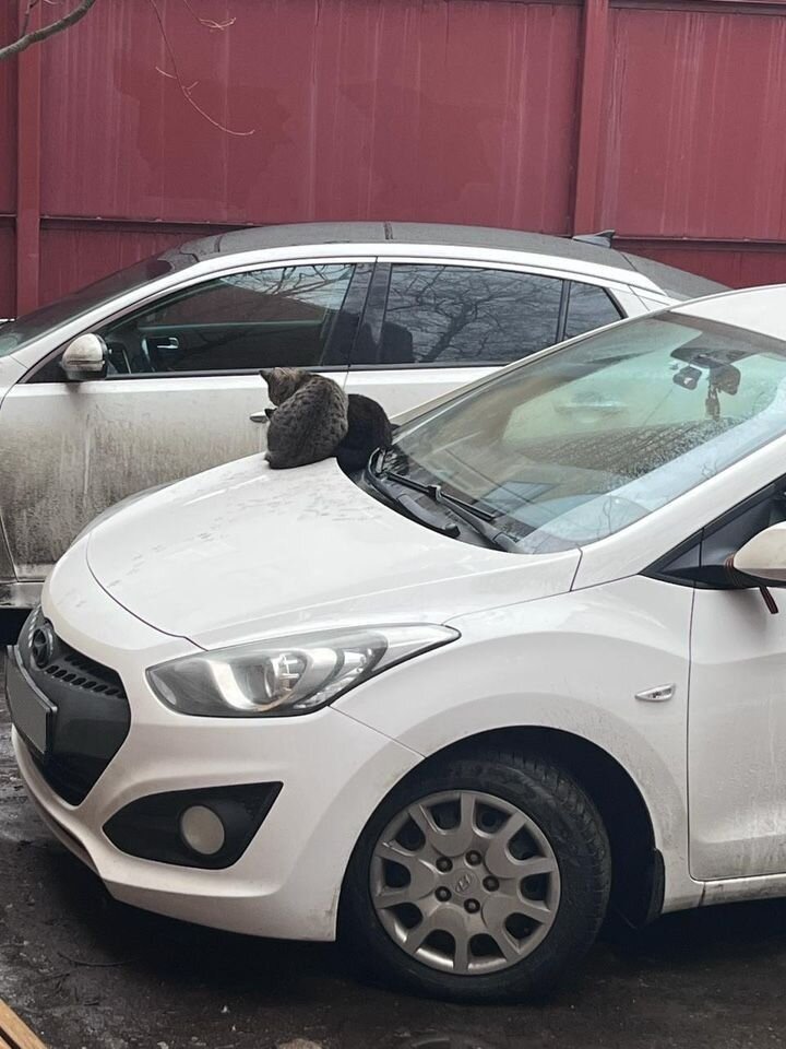 Hyundai i30: фото владельца