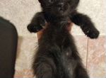 Котенок.Черный мальчик.1 месяц.1 неделя