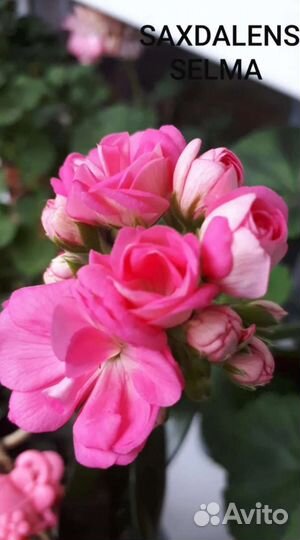 Пеларгония