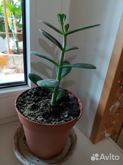 Крассула толстянка (денежное дерево)