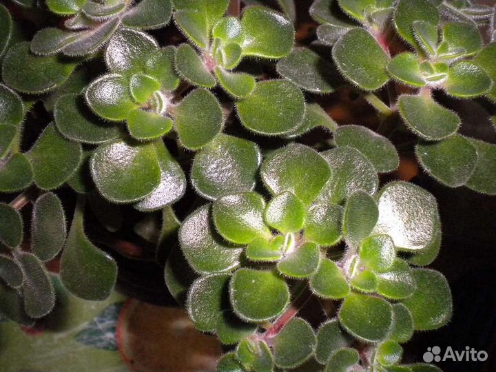 Аихризон дерево любви и счастья
