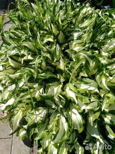 Хоста(коллекция саженцев)