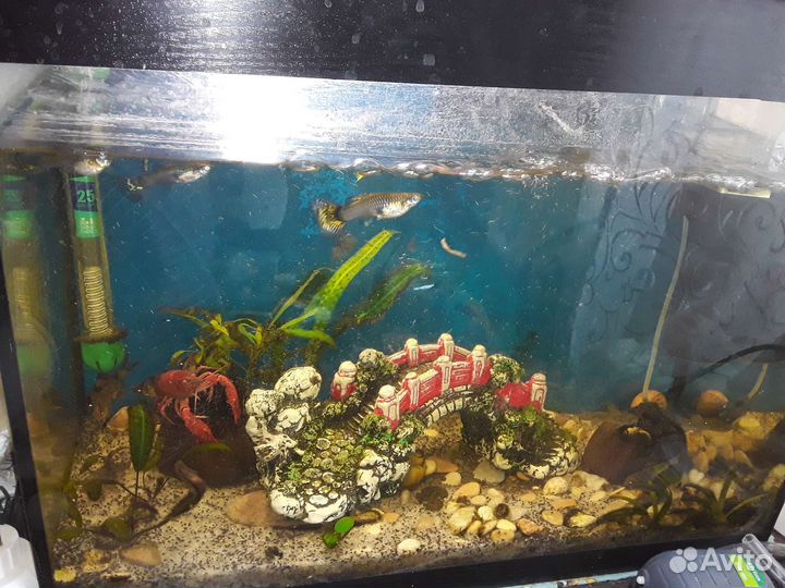 Аквариум с рыбками и раком