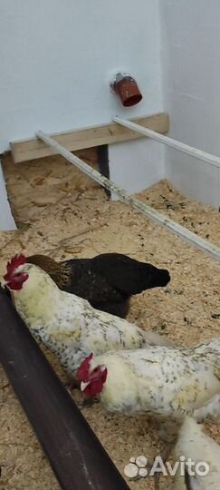 Ия Пушкинской породы, цыплята