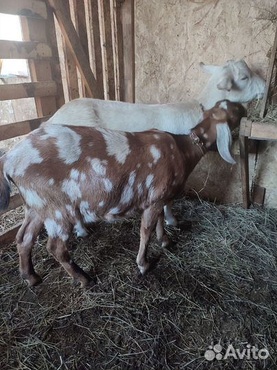 Коза нубийская