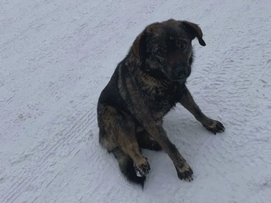 Собака с больной лапой замерзает на улице