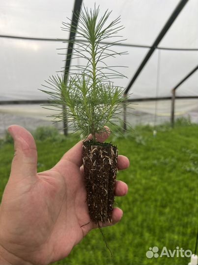 Сосна сеянцы с зкс и окс Ель Лиственница Кедр