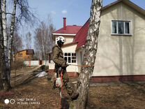 Удаление деревьев Павловская Слабода