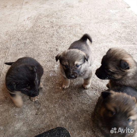 Щенки в добрые руки даром