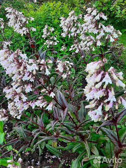 Пенстемон наперстянковый