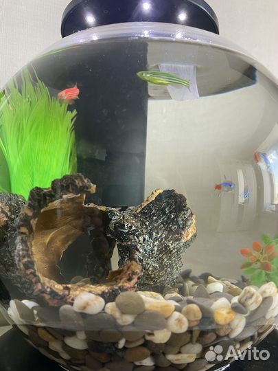 Аквариум со всем содержимым и петушком