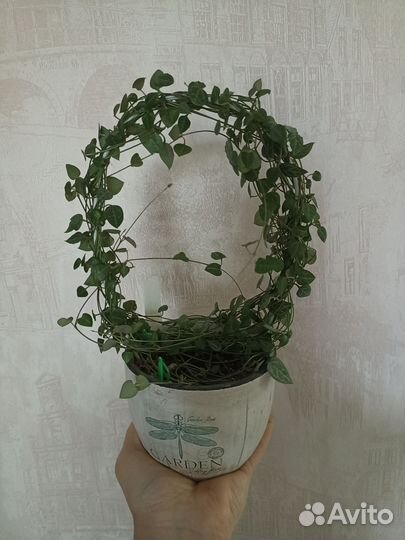 Комнатные растения цветы