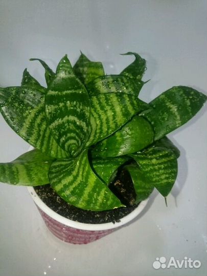 Комнатное растение. Сансевиерия ханни