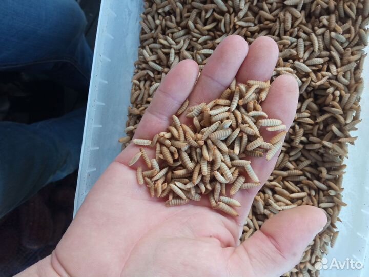 Заморозка, сверчок, лич. мучник, чёрная львинка