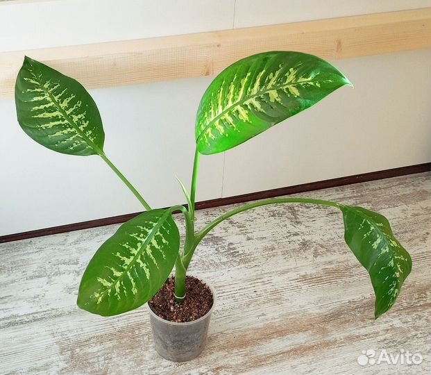 Диффенбахия