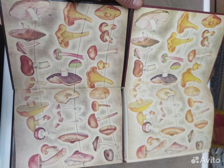 Книга грибы