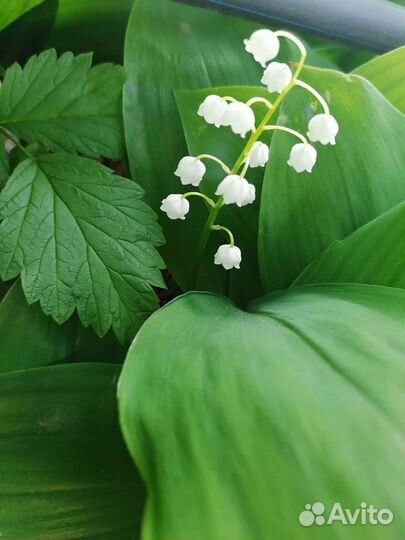 Люпин. Брунера. Ландыш. Молодило.Цветы многолетние