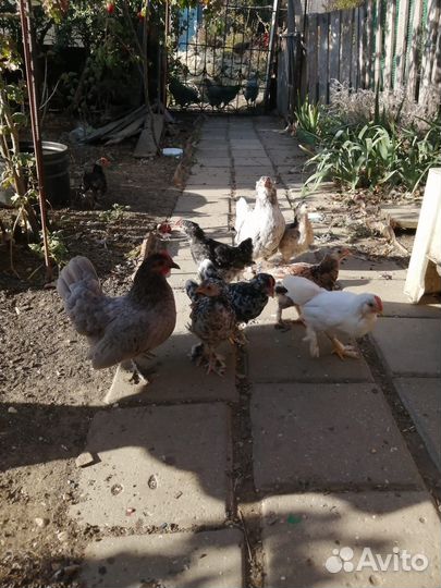 Породные куры