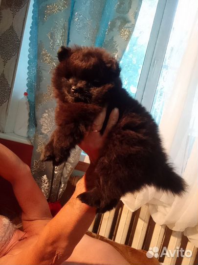 Щенки шпица