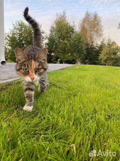 Кошка домашняя Луша