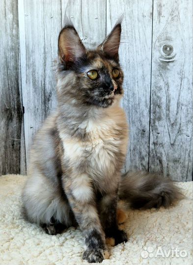 Котенок мейн кун- нежная девочка