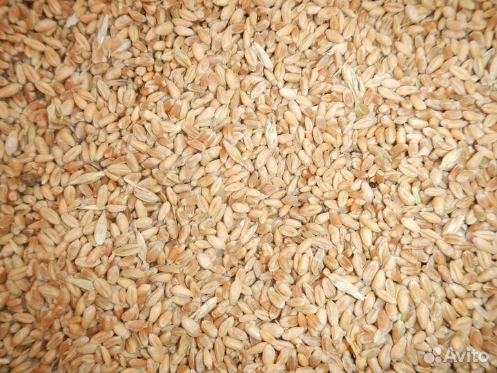 Пшеница, oвес, ячьмень, кукуруза, сено