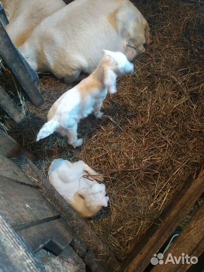 Козы, козлята