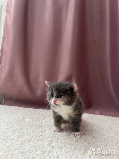Котята курильский бобтейл