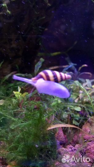 Скалярия Пиной, улитки и растения