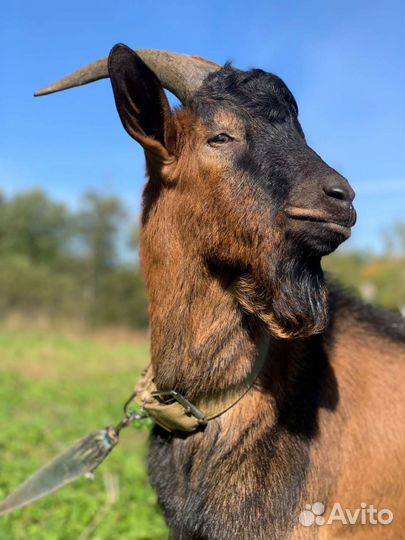 Козел альпийский