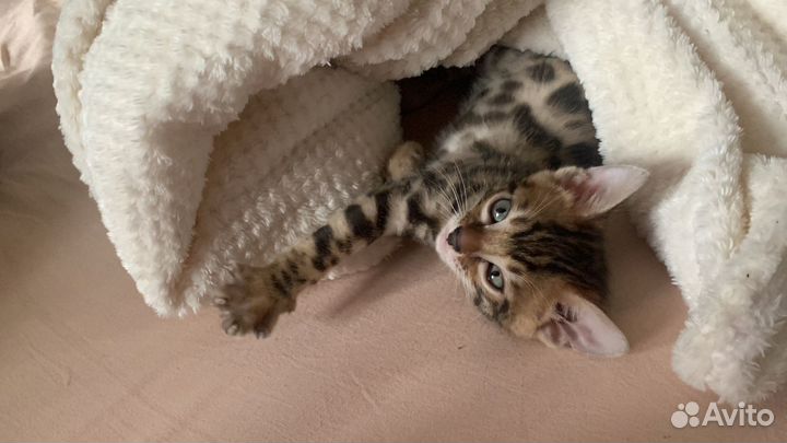 Бенгальские котята