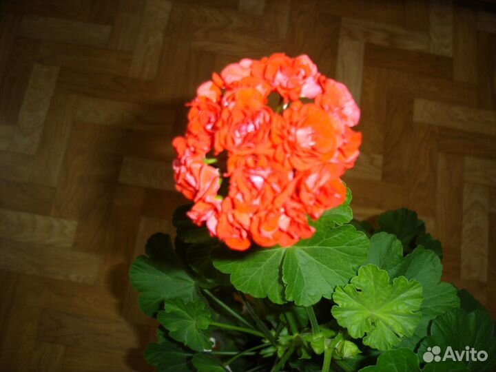 Пеларгония королевская, герани разные