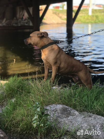 Возму собаку