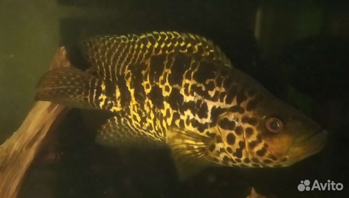 Американские цихлиды