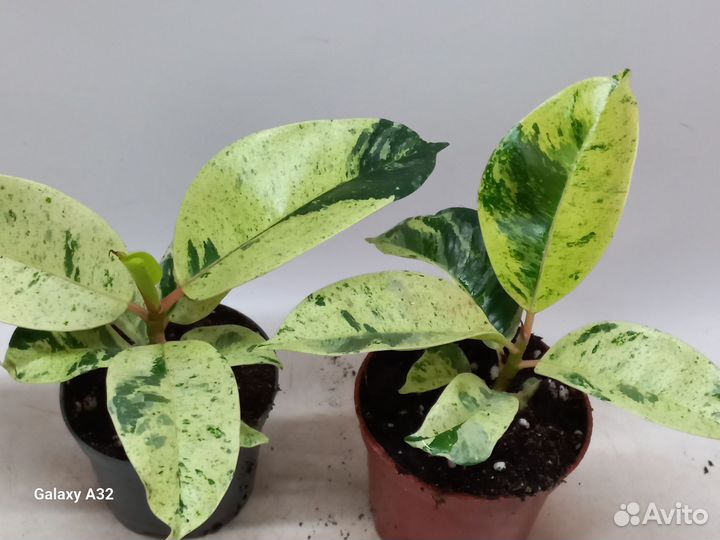 Фикус шривериана