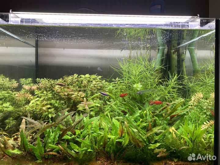 Аквариумные растения