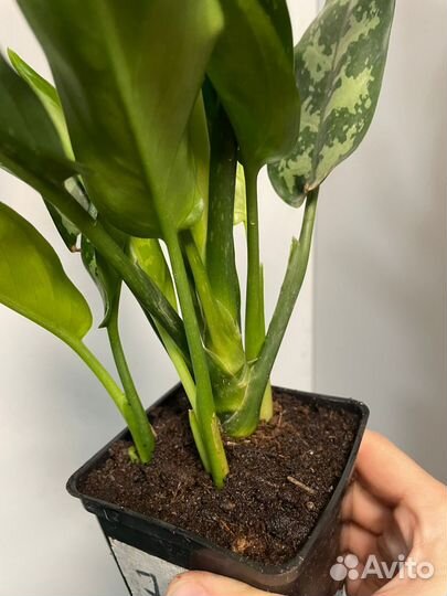 Аглаонемы Сортовые