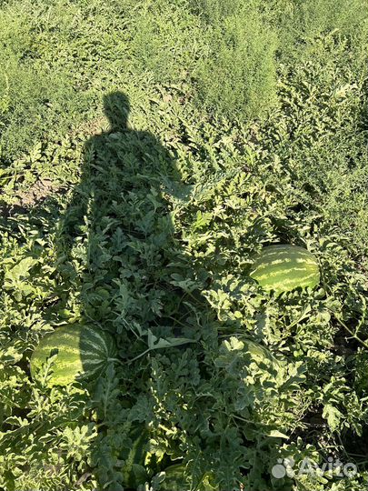 Арбузы дини