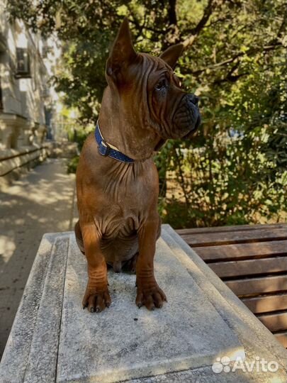 Щенки китайского бульдога