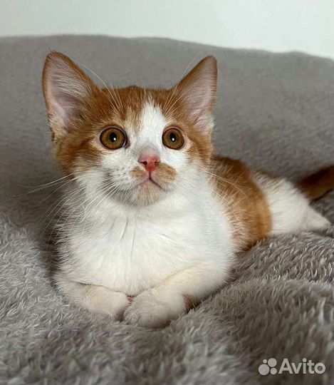 Мальчик 2,5 мес