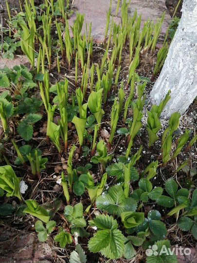 Земляника , клубника и ландыши