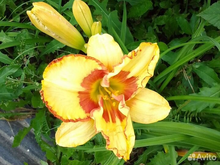 Лилейник 2 сорта