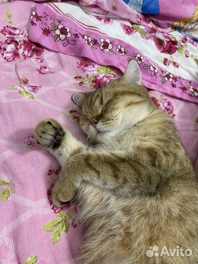 Передержка кошек