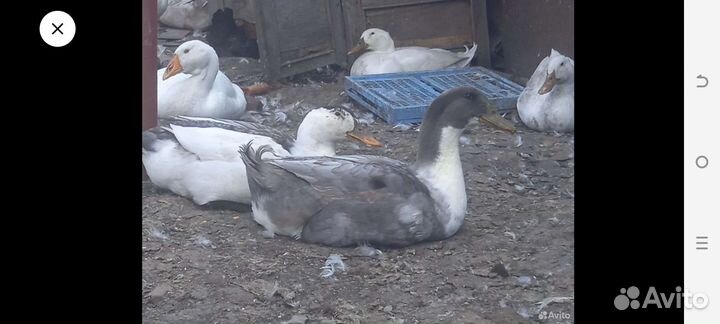 Инкубационное яйцо утки