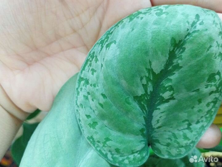 Сцинлапсусы