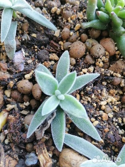 Суккуленты