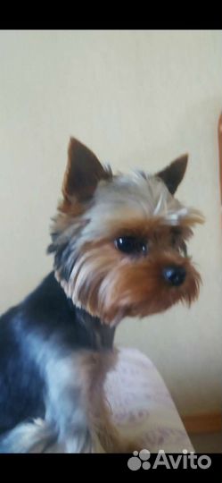 Йоркширский терьер мини, вязка