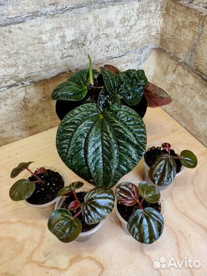 Пеперомии, плекрантусы, альтернатера почтой