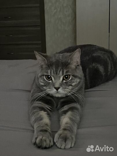 Шотландский кот